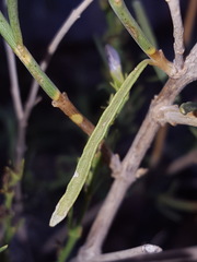 Carlowrightia linearifolia