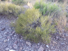 Carlowrightia linearifolia
