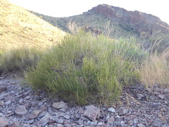 Carlowrightia linearifolia