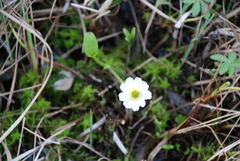 Ranunculus pallasii