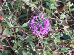 Allium thunbergii