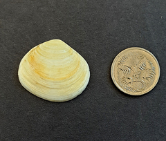 Pseudarcopagia botanica