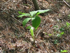 Arisaema amurense
