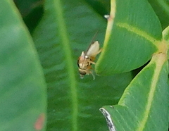 Thaumatomyia notata