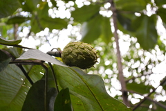 Magnolia dealbata