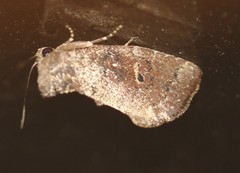 Elusa