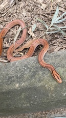 Oreocryptophis porphyraceus