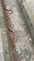 Oreocryptophis porphyraceus