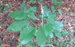 Arisaema heterophyllum