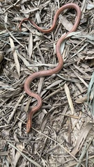 Oreocryptophis porphyraceus