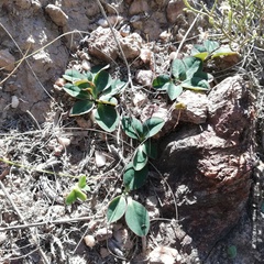 Euphorbia ecklonii