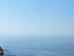 Tursiops truncatus ponticus