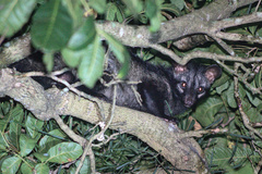 Paradoxurus hermaphroditus