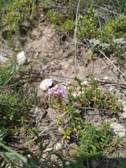 Thymus minussinensis