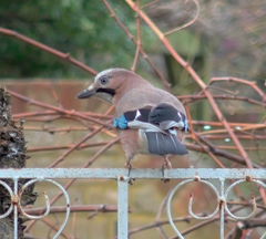 Garrulus glandarius
