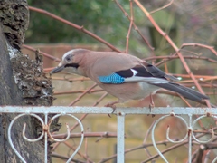 Garrulus glandarius
