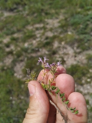 Thymus minussinensis