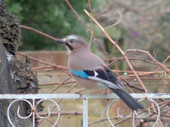 Garrulus glandarius