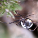 Latrodectus pallidus - Photo 由 Cecile Roux 所上傳的 (c) Cecile Roux，保留部份權利CC BY-NC
