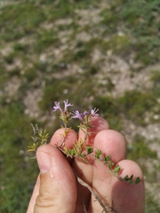 Thymus minussinensis