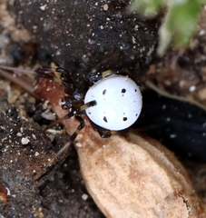 Latrodectus pallidus