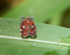 Lophopinae
