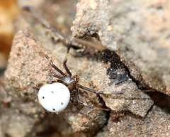 Latrodectus pallidus