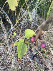Callicarpa americana