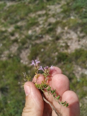 Thymus minussinensis