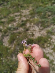 Thymus minussinensis
