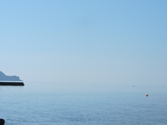 Tursiops truncatus ponticus