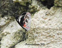 Diaethria asteria