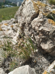 Allium vodopjanovae