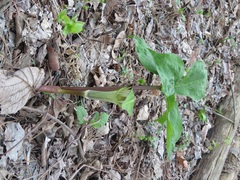 Arisaema amurense
