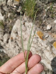 Allium vodopjanovae