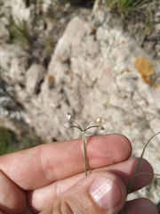 Allium vodopjanovae