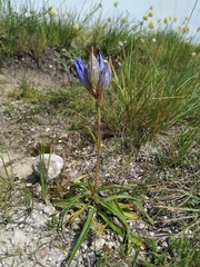 Gentiana decumbens