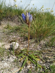 Gentiana decumbens