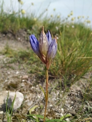 Gentiana decumbens