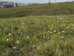 Allium stellerianum