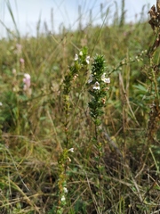 Euphrasia