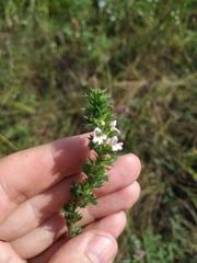 Euphrasia
