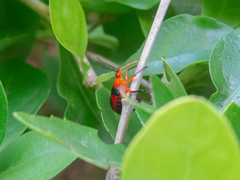 Tynacantha marginata