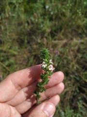 Euphrasia