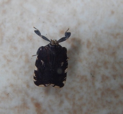 Lophopinae