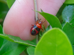 Tynacantha marginata