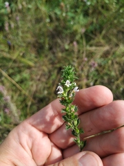 Euphrasia