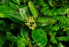 Parsonsia alboflavescens