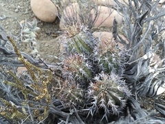 Euphorbia stellispina