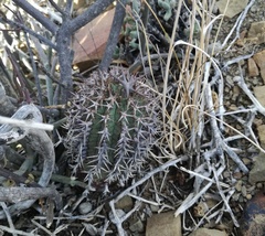 Euphorbia stellispina